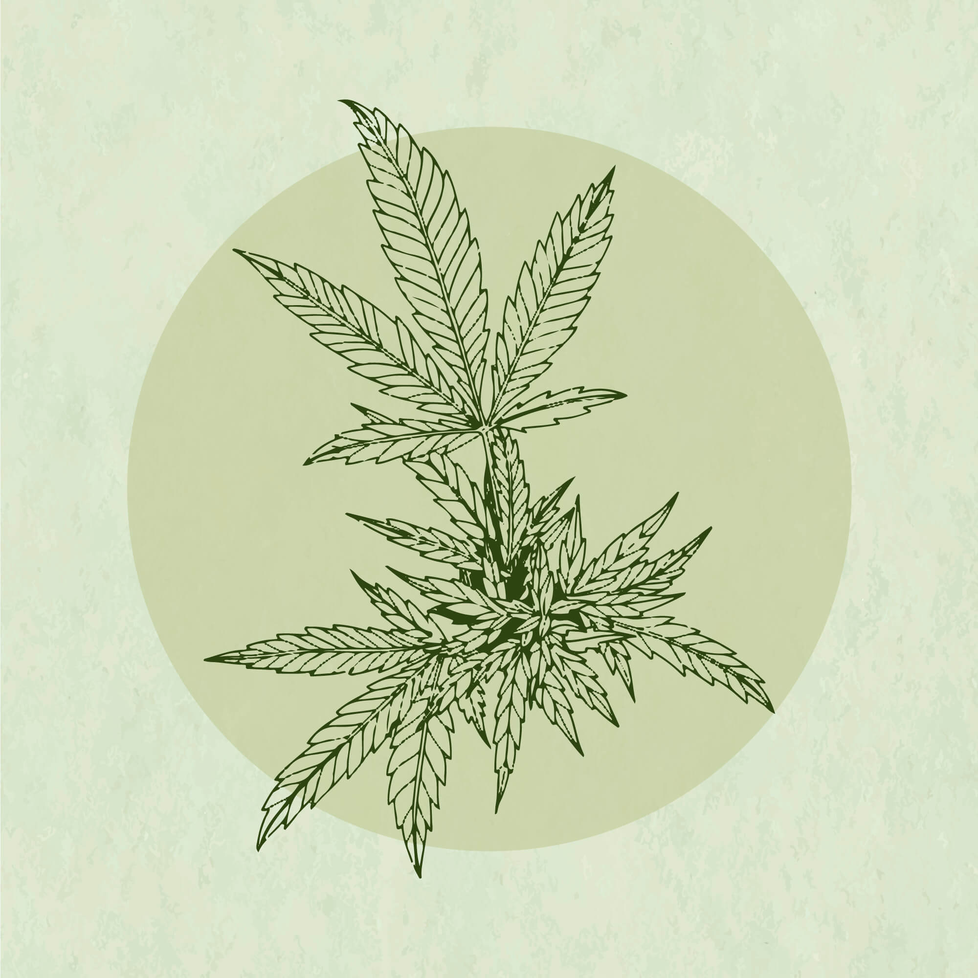 Herbology (Licensed Cannabis Dispensary)