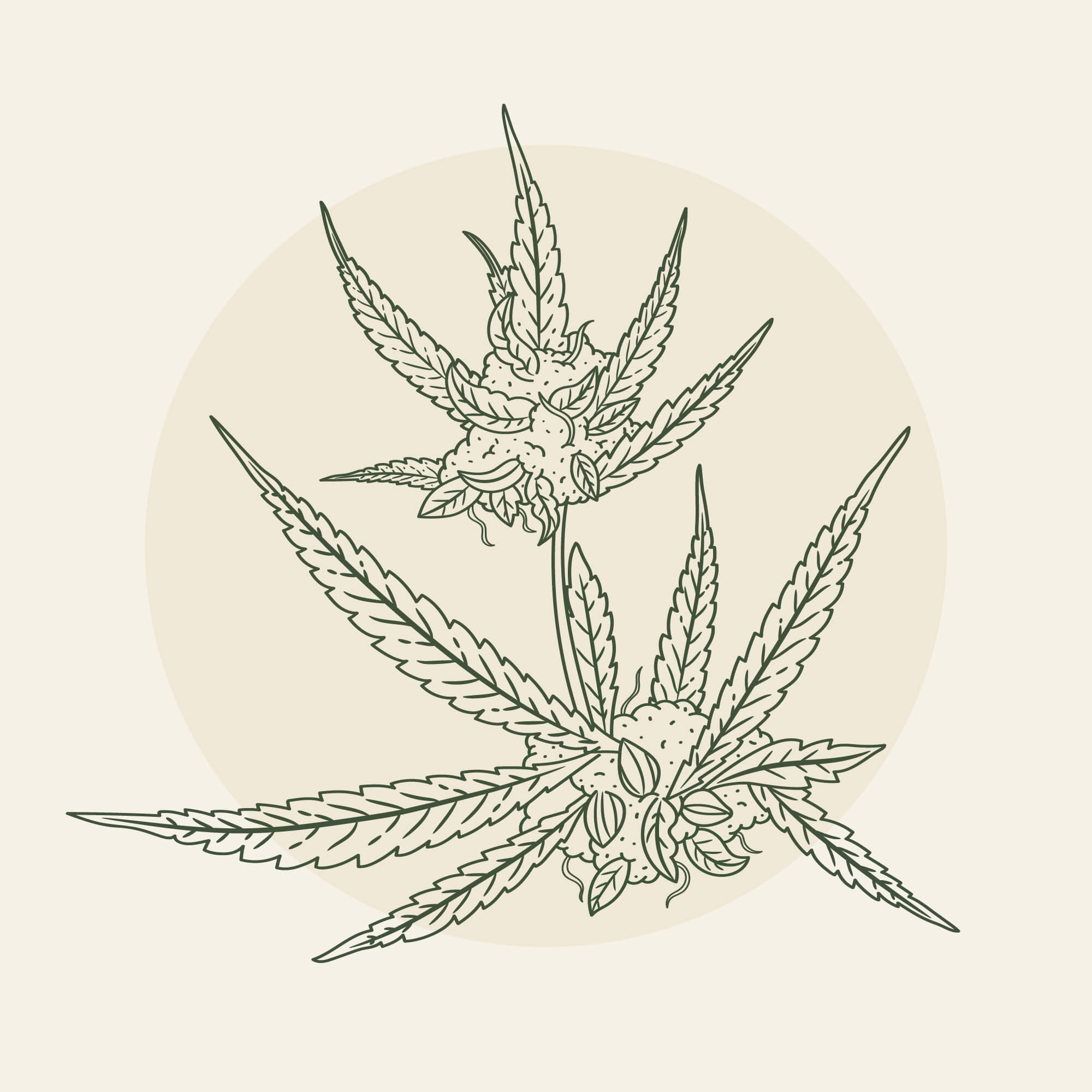 New Amsterdam Cannabis Dispensary NYC