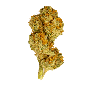 Gold Tier Temple Kush #1