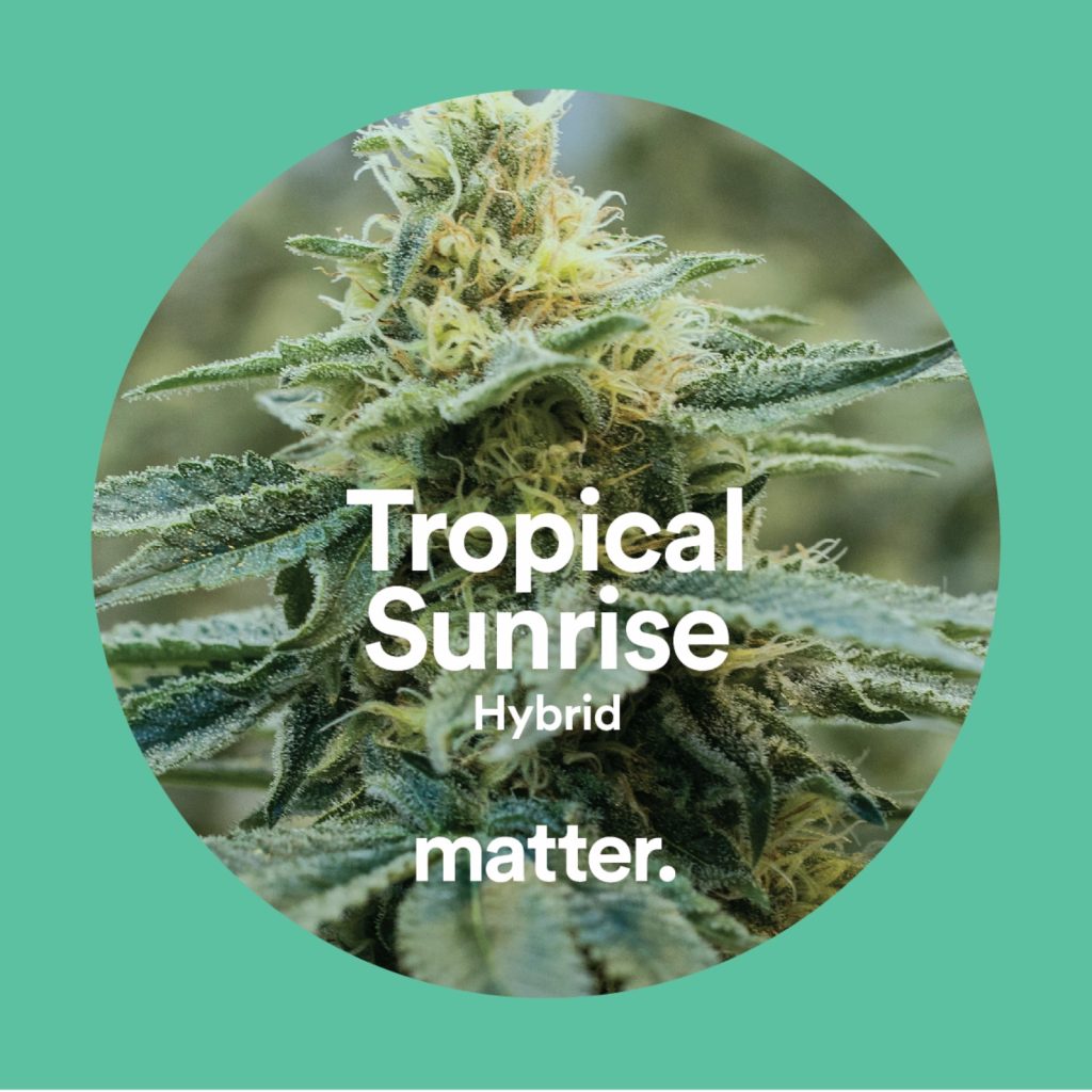 Tropical Sunrise