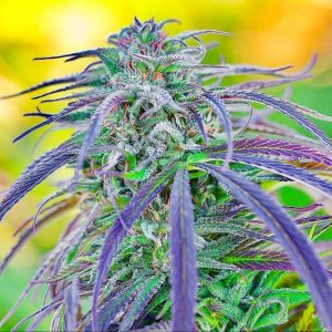 AK-47