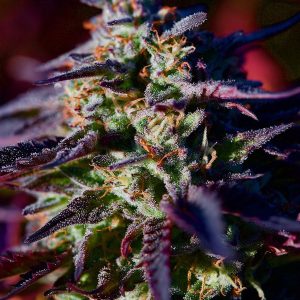 Blackberry Kush
