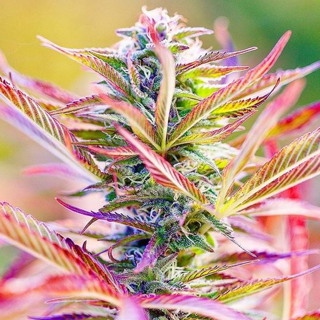 Cannalope Haze