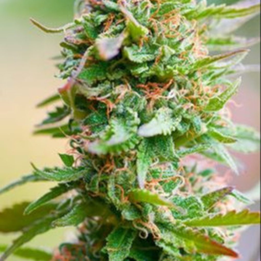 CBD Nordle