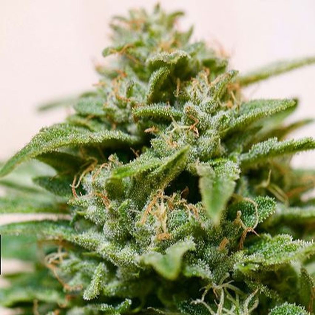 Original Glue (f.k.a GG4)