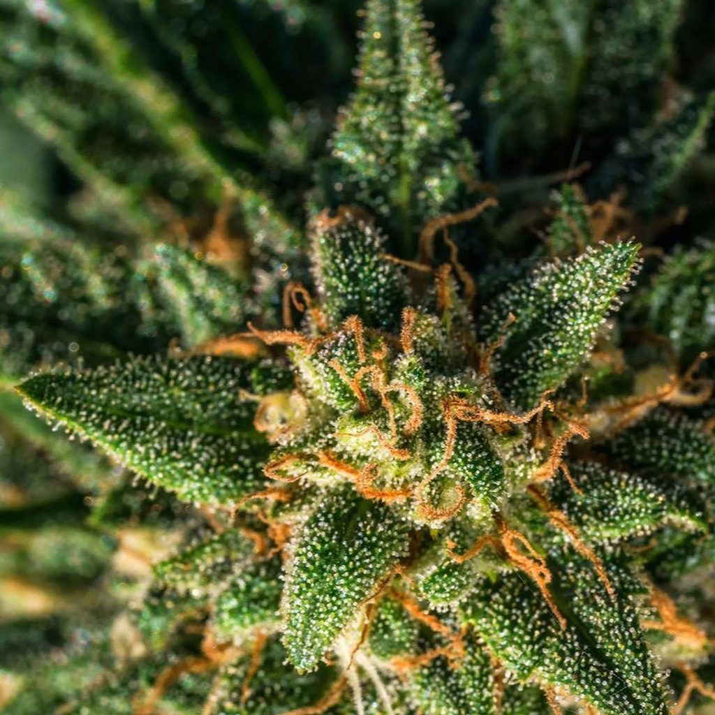 Yeti OG