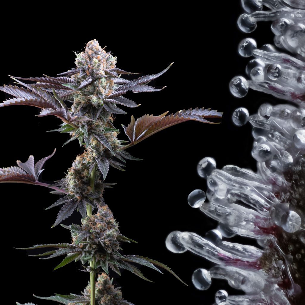 Cherry Pie